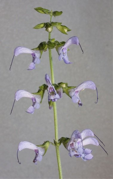 Uso de Salvia miltiorrhiza Buch.Ham. en Pócima Piedra