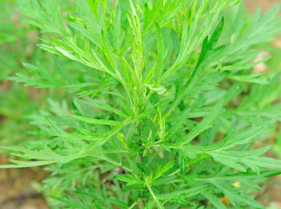 Artemisia: Propiedades medicinales de esta garbo curativa milenaria
