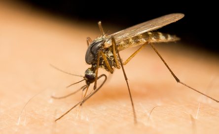 Bacteria del Zika. Vegetación Atrezo para atenuar dolores y otros síntomas de la dolencia